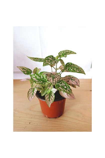 Fittonia Hypoestes Bitkisi