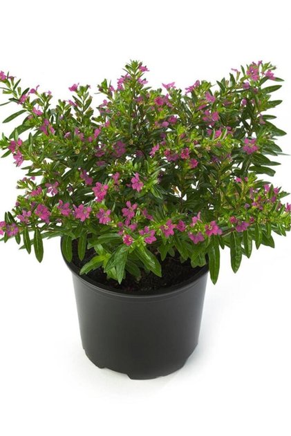 Kufeya Cennet Çiçeği Cuphea Hyssopifolia Mor Pembe 10-20 Cm