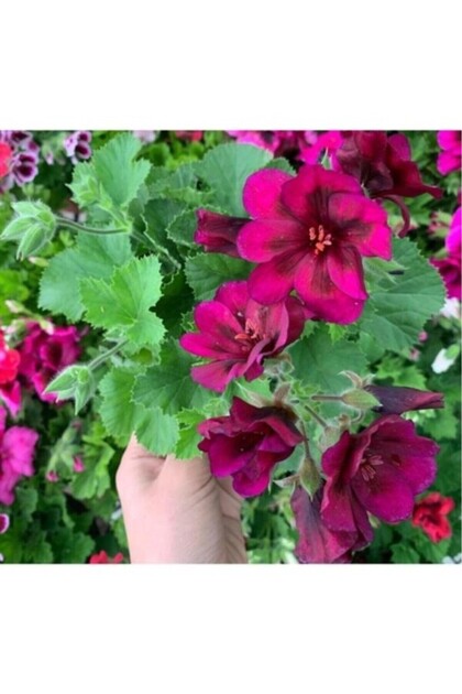 Bordo Ceylan Gözü Sardunya Çiçeği Fidanı 10-20 Cm