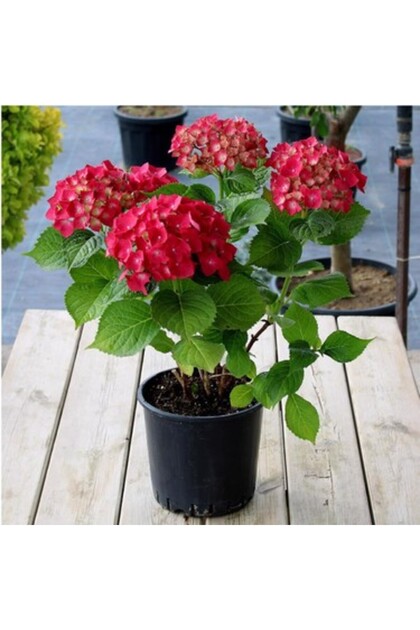Kırmızı Ortanca Çiçeği Fidanı 10-20 cm