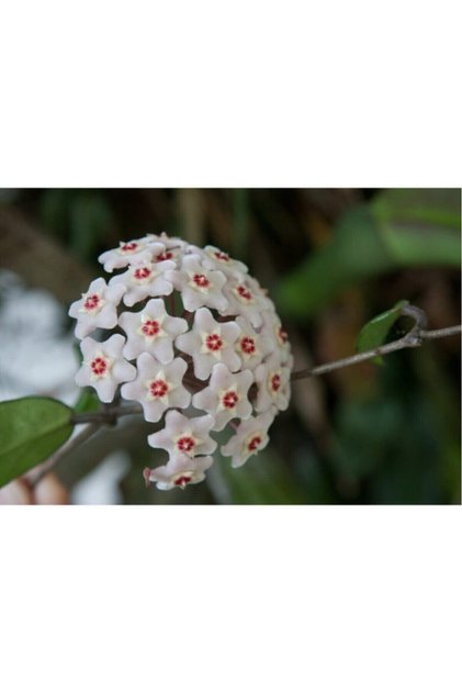 Beyaz Mum Çiçeği Hoya 10 - 15 cm