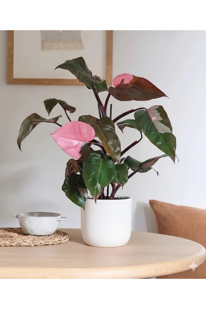 Pink Princess Philodendron Live Indoor Plant, White Pot, Variegated Green and Pink Leaves