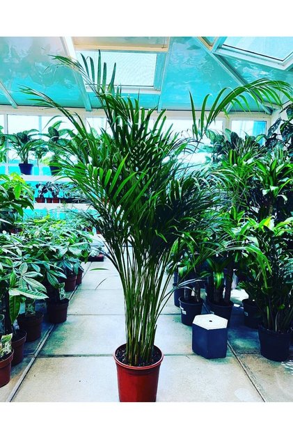 Live Areca Palm Indoor Plant