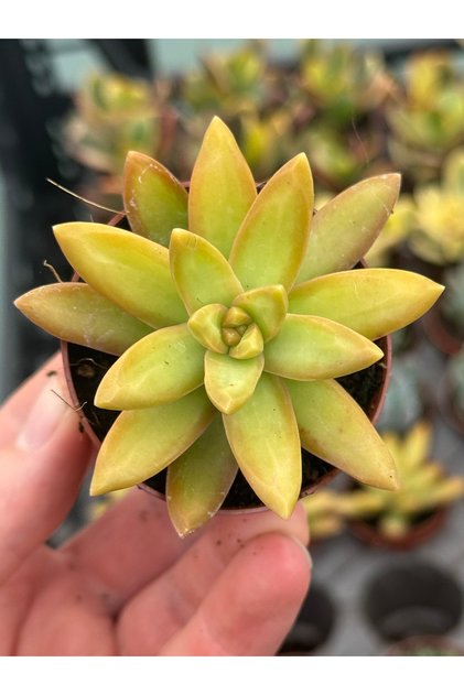 SukuLand Sedum FireStorm koleksiyonluk özel tür sukulent 5,5cm