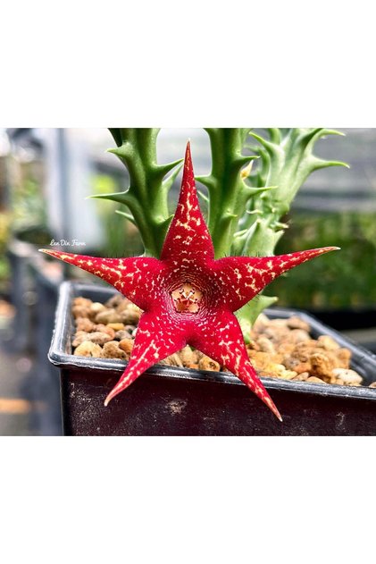 Huernia x Orbea : Huerorbea “Christmas Star” özel tür leş kaktüs