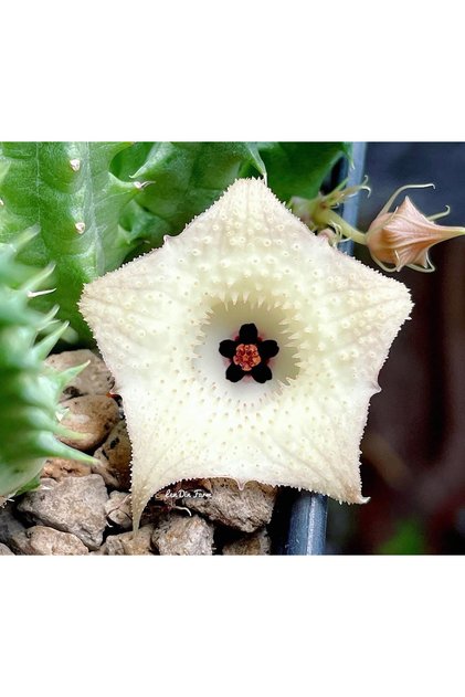 Huernia WN Hybrid “SUSMH5” özel tür hybrid leş kaktüsü