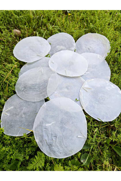 100 GR CAPIZ PUL 8-10 CM ÇAP