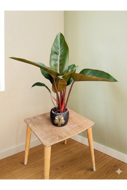 Altın Detaylı Yüz Tasarım Saksıda Philodendron Imperial Red - 60 cm Modern Ev Ofis Dekorasyon Çiçeği