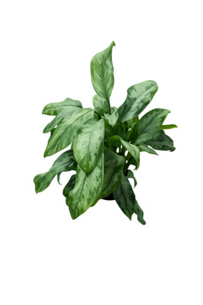 beautiful philodendron Philodendron Pink Bikini Houseplant with Planter - Small (tall) Gold Planter main image 0