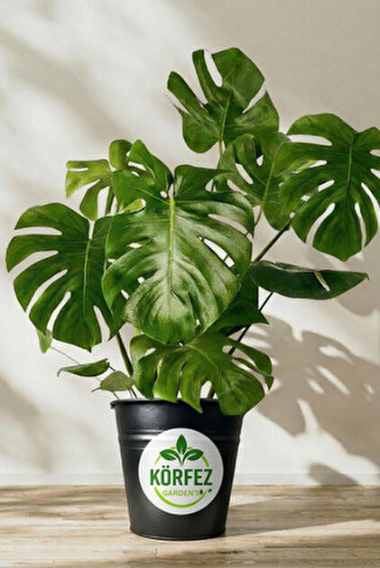 monstera sprout Monstera deliciosa 'Variegata' 6