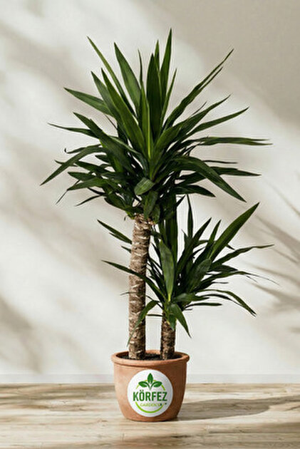 SYNETELLYA 3 Gövdeli 130-150 cm Boyunda Yucca Bitkisi Yuka Avize