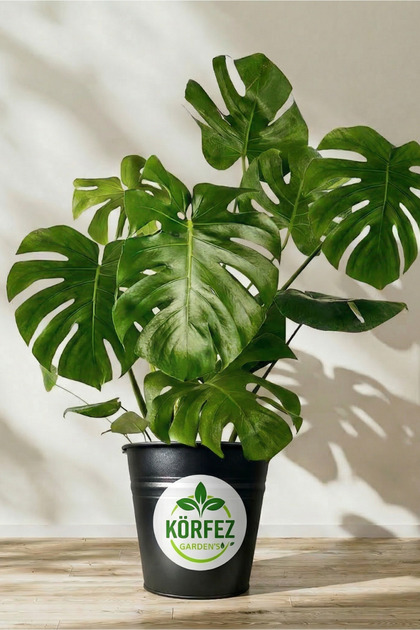 plant♩　20株　モンステラ Mimoza Bitki Market Monstera Deliciosa Deve Tabanı Salon Ofis