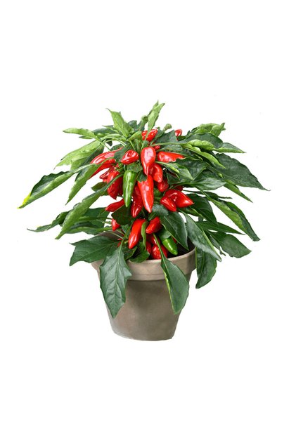 Capsicum Sombrero mix, H 30 cm