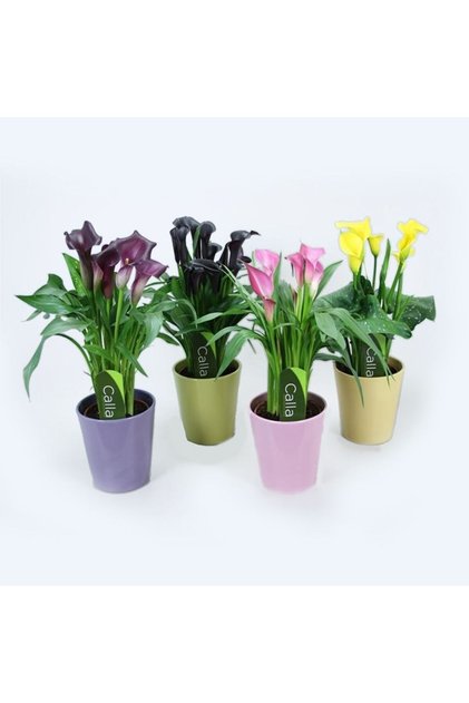 Plantă Zantedeschia, mix H 35-45 cm