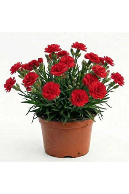 Plantă Dianthus Oscar mix, H 20 cm