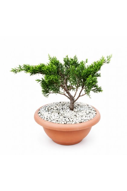 BONSAİ JUNİPERUS ARDIÇ (5 YAŞINDA)