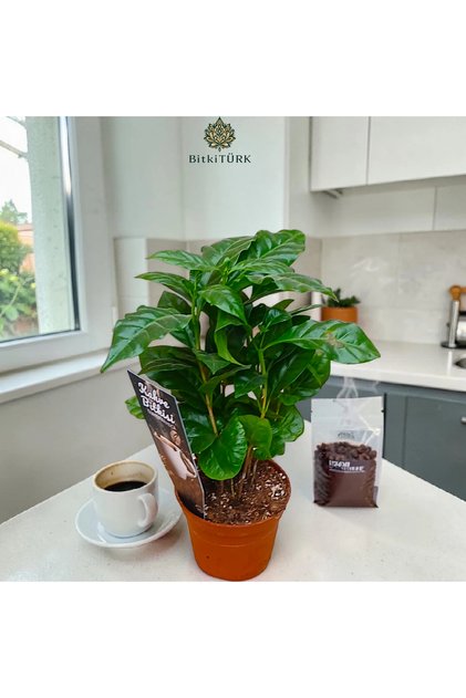 🌿 İthal Coffee Arabica – Kahve Bitkisi (25-35 cm) | Özel Seçim
