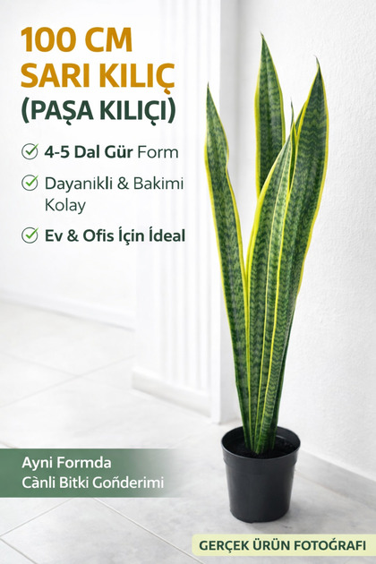 100 cm Sarı Kılıç Paşa Kılıcı (Sansevieria) 4-5 Dallı Canlı Salon Bitkisi Dayanıklı Dekoratif Bitki