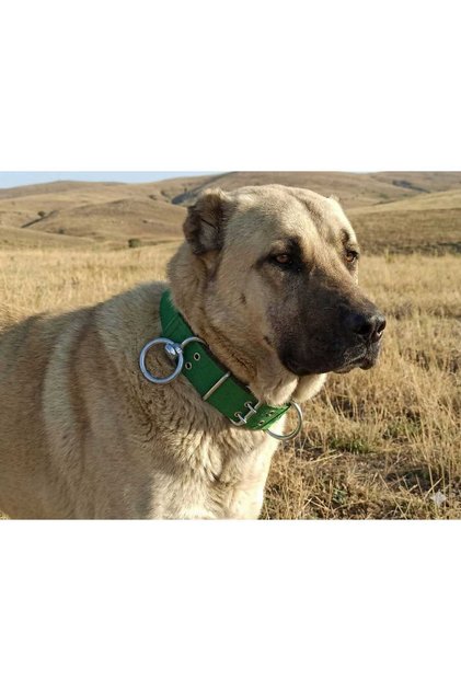 Large Breed Adult Dog Collar 80X5 cm