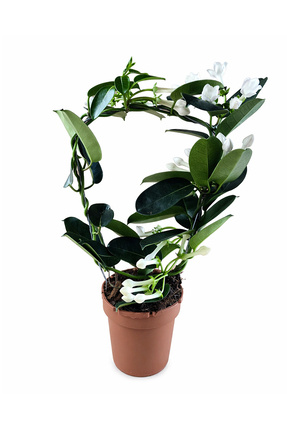 Palmiye Stephanotis Floribunda - Madagaskar Yasemini - 12 Cm Saksda -  Fiyat, Yorumlar