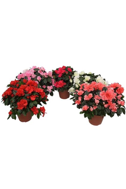 Rhododendron Azalee standard
