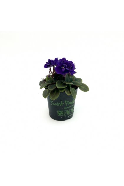 Violete de Parma mini- Saintpaulia
