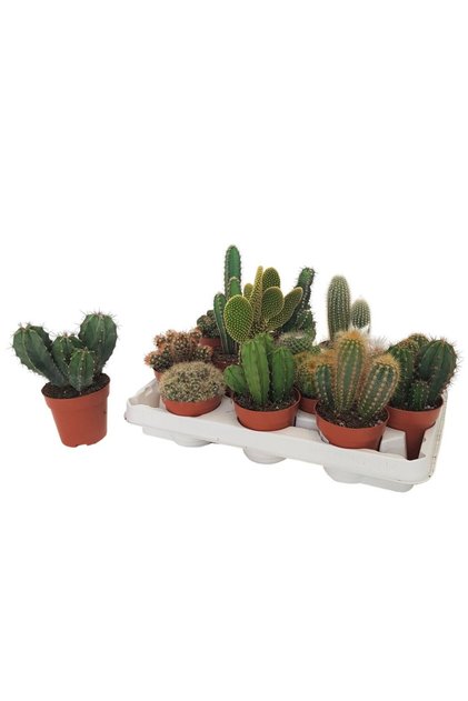 Cactus Mixt D9