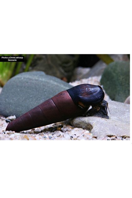 Siyah Malezya Minare Sal yan gozu 6,5-7cm (Kara Şeytan) 2 adet