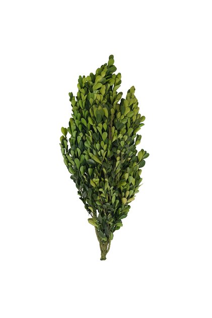Crengute de Buxus conservat H40-60 cm verde deschis RR4