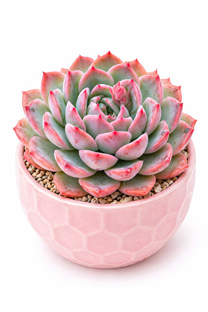 Mialys Sukulent Echeveria Dream Snow İthal Nadir Koleksiyonluk