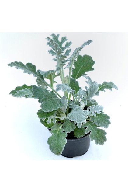 Senecio Maritima