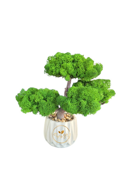 Bonsai cu licheni stabilizati decorativi Nature Green