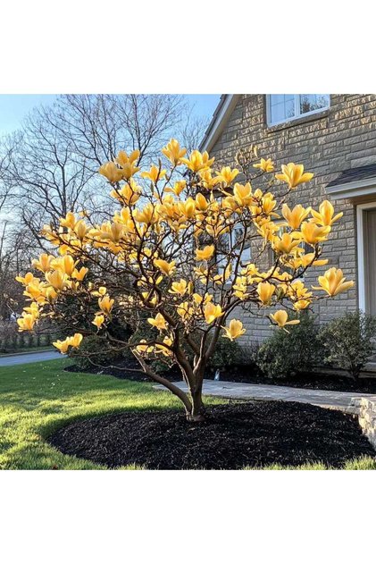 Magnolie Galbenă (Magnolia) – arbore ornamental, flori galben deschis, 4-6 m