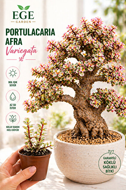 Alacalı Para Ağacı (Portulacaria Afra Variegata) Pembe Tonlu Sukulent | İthal Tür, Bonsai Bitkisi