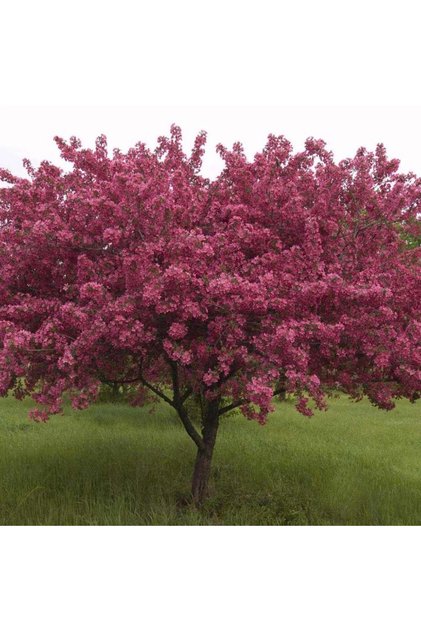 Măr Purpuriu (Malus purpurea / Malus ‘Royalty’) – pom ornamental cu flori roz-purpur și frunziș roșu-violaceu, ghiveci 5L, 1.5 m