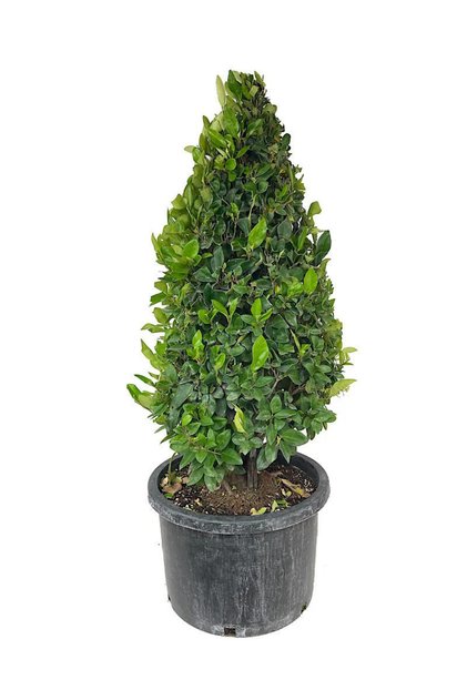 Ligustrum (Ligustrum Texanum) – arbust ornamental veșnic verde, flori albe parfumate, ghiveci 4L, 1,3 m