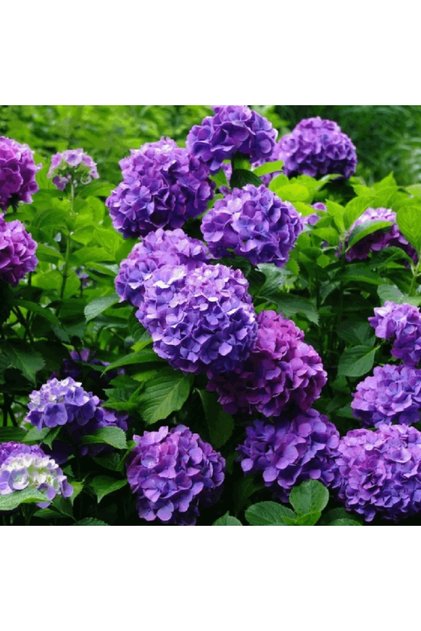 Hortensia (Hydrangea macrophylla) – arbust ornamental, flori mov, ghiveci