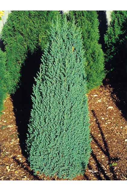Ienupăr chinezesc (Juniperus chinensis 'Stricta') – conifer ornamental, frunziș verde-albăstrui, ghiveci 2L, 40-50 cm