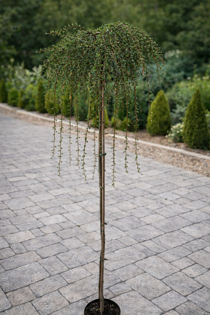 Zadă Curgătoare (Larix decidua 'Pendula') – conifer decorativ, formă pendulă, ghiveci 5L, 1.6 m