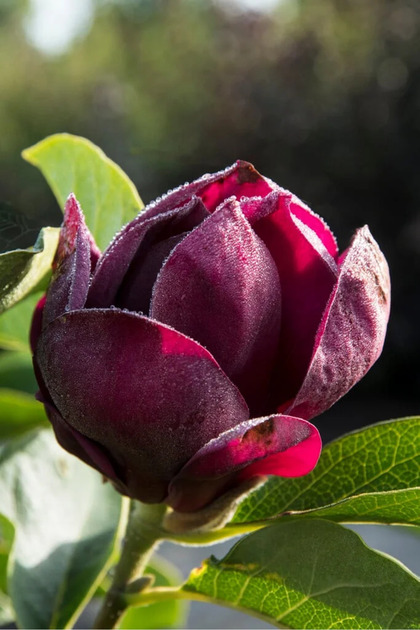 Μανόλια 'Genie' (Magnolia soulangeana x Magnolia lilliflora) – διακοσμητικό θάμνο με αρωματικά μωβ-κερασί χρώματος άνθη, γλάστρα 4 λίτρων, 1.2-1.5 μ.