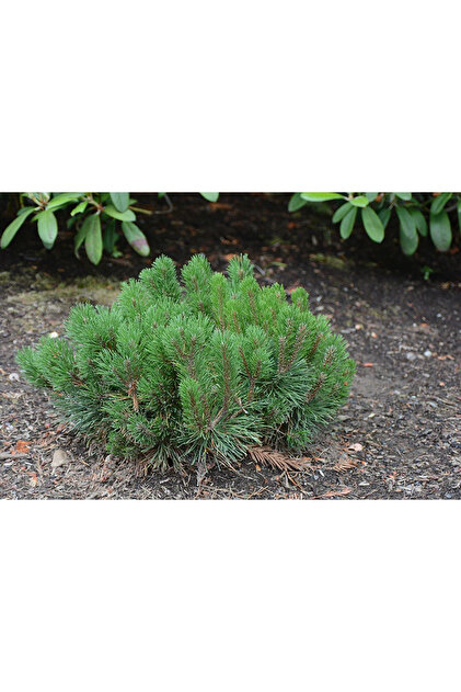 Pinus mugo (Pinus mugo) – νάνος διακοσμητικός ξυλόφυτος, βαθύ πράσινο, ανθεκτικό στο παγετό και στην ξηρασία, 30 εκ.