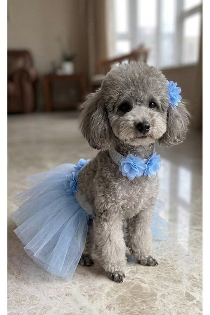 Kedi Köpek Tütü Etek Ve Tokası