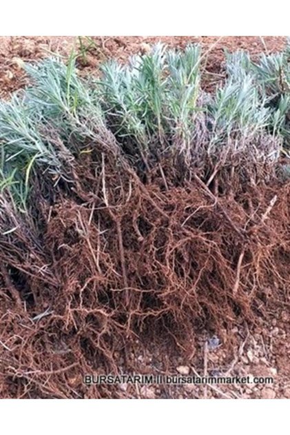 Lavanta Fidesi Açık Kök 5 Adet Köklenmiş Intermedia