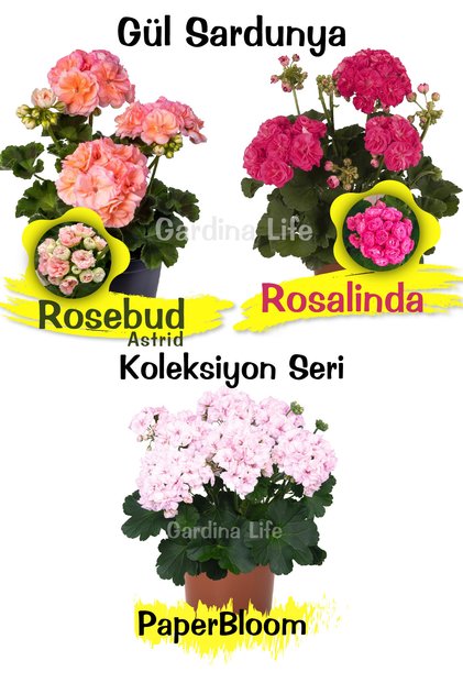 Koleksiyon Özel Tür Gül Sardunya Çiçeği Fide Seti 3 Farklı Tür