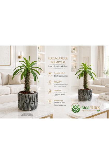 Beton Saksıda İthal Madagaskar Palmiyesi 30/40cm lav taşları ve portakal dilimi dekorlu