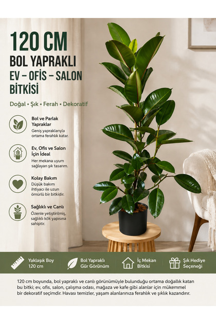 120 cm Kauçuk Bitkisi (Ficus Elastica) Bol Yapraklı Canlı Salon Bitkisi – Ev, Ofis, Dekoratif İç Mekan Saksı Çiçeği