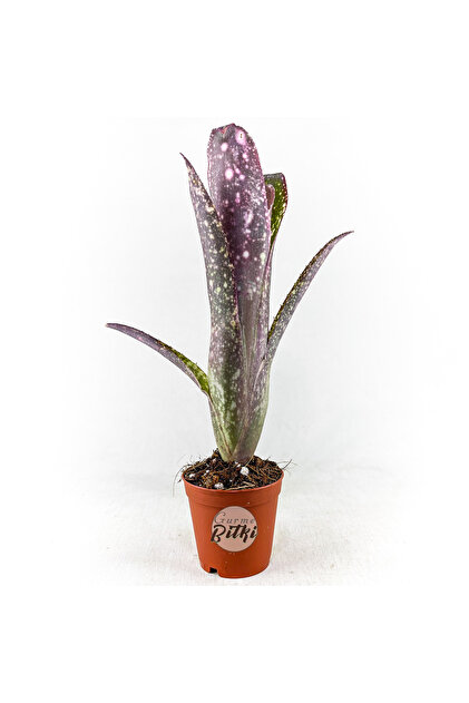 Gurme Bitki Tillandsia - Wallisia Cyanea (L) - Köksüz Hava Bitkisi