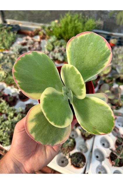 Kalanchoe Fantastic Kore ithal özel tür sukulent 10cm saksıda