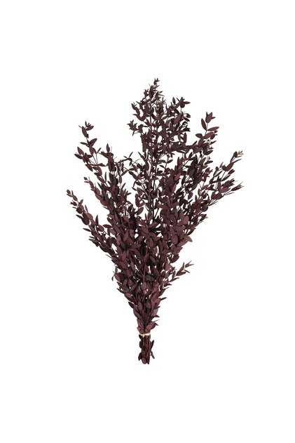 Crenguta conservata de Eucalipt parvifolia H60-70 cm burgundy