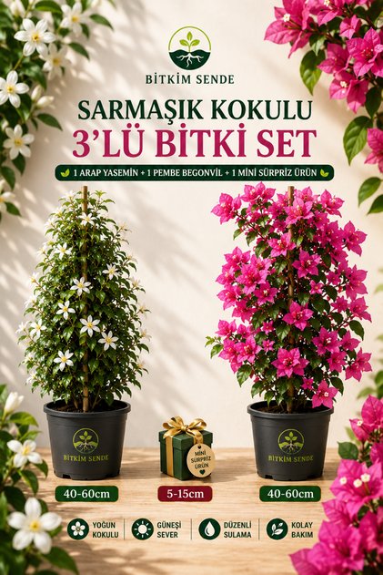 Arap Yasemini+ Pembe Begonvil+ Sürpiz Çiçek Fidanı Hediyeli